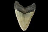 Huge, Fossil Megalodon Tooth - North Carolina #119400-2